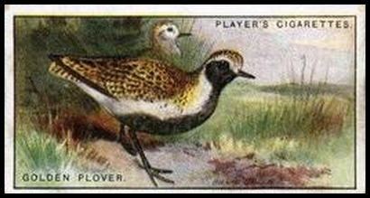 31 Golden Plover